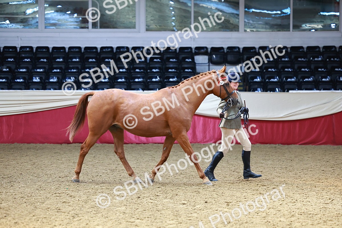 SBM_23218 - Class 903 - Supreme Final - IH Pre Vet