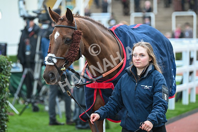 161124-Race 6-Paddock-Wonderful Eagle-1183 - Race 6