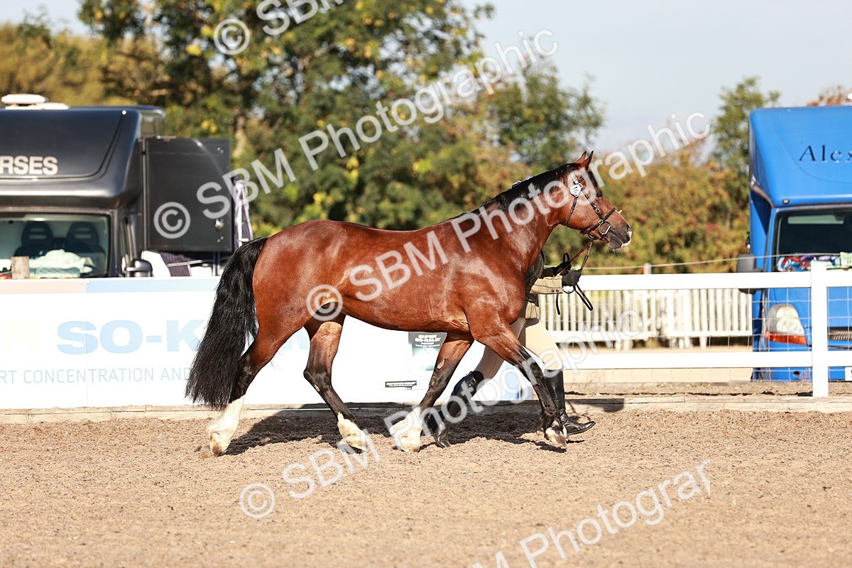 SBM_11376 - Class 402 - IH  Veteran pony