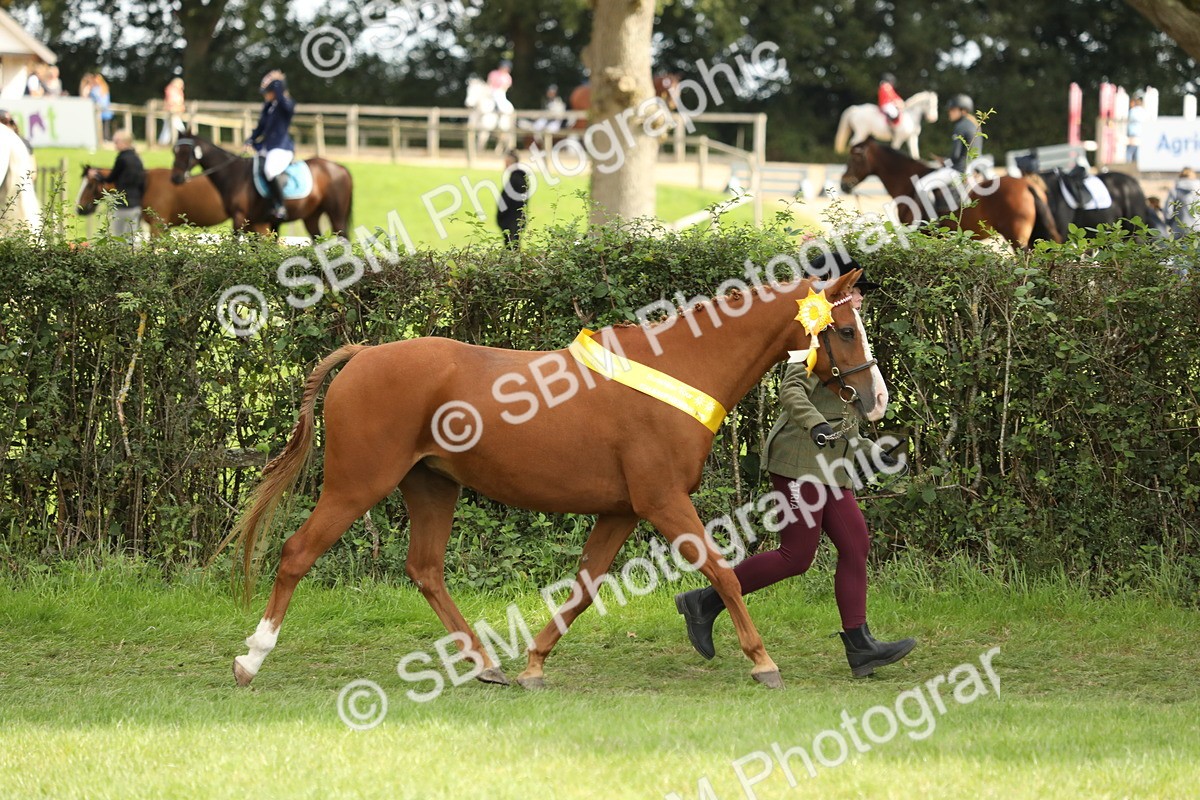 SBM_66240 - In Hand Pony & Youngstock Supreme Championship