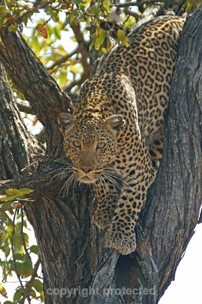 African Leopard, Timbavati, South Africa - African Leopards