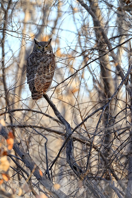 Great Horned Owl, Bosque del Apache, New Mexico - Great Horned Owl