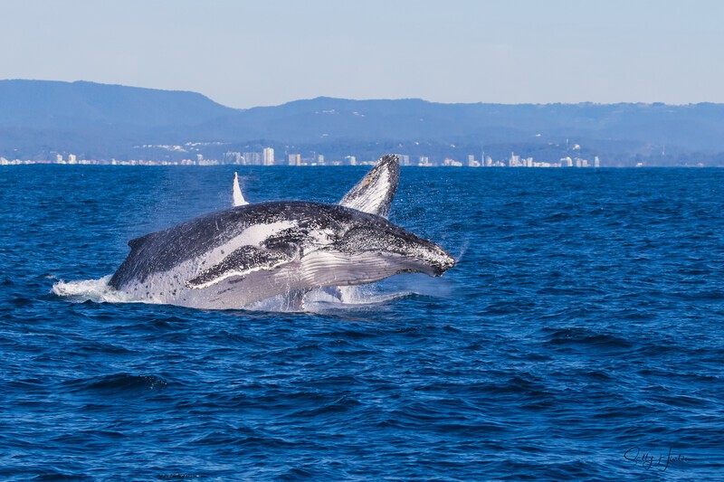 Mother and Calf double Breach 2 0A3A7090 - Humpback Whales