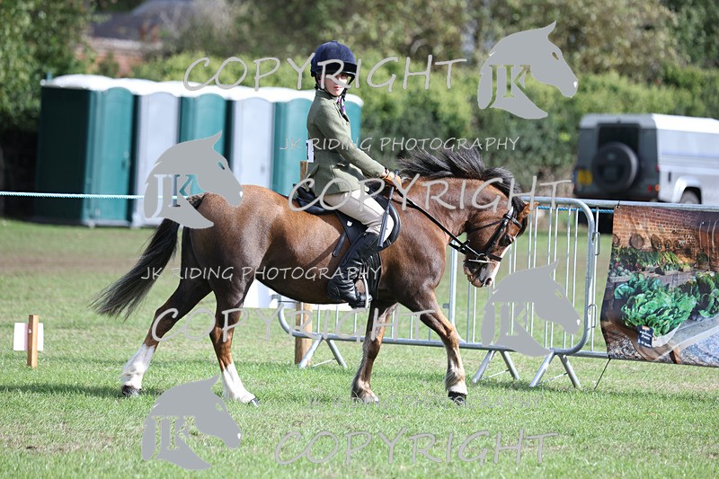 APP_4105 - Class 15a/b Pony club pony/Riding club horse