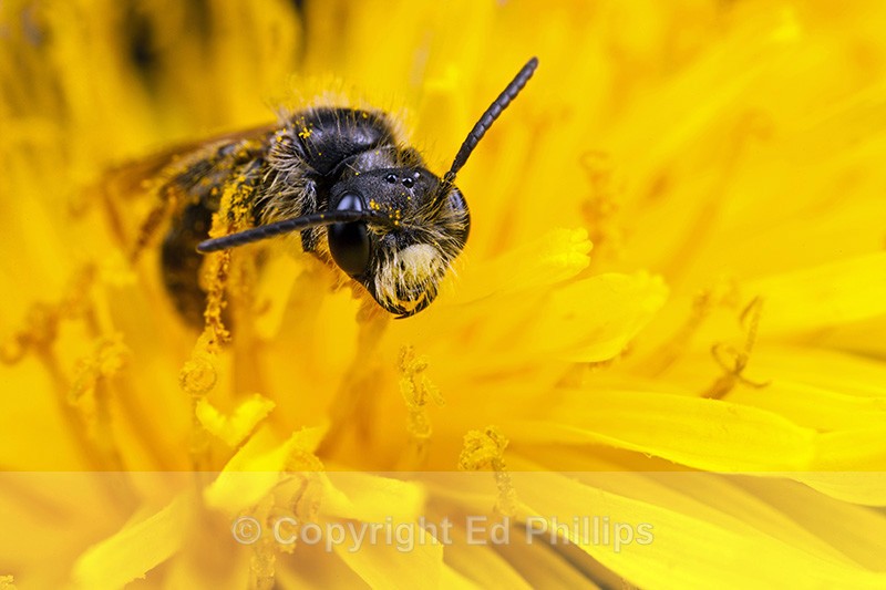 Andrena chrysosceles (m) - Andrena chrysosceles