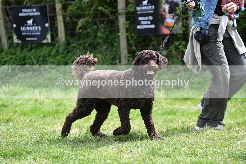 WJ5_9604 - Class 3 Most Handsome Dog