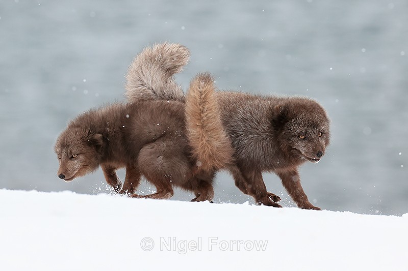 Arctic Fox courtship, Hornstrandir, Iceland - Arctic Fox