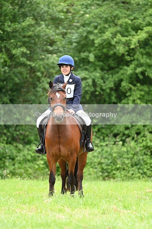 WJ7_3854 - Class 14A Handsome Gelding