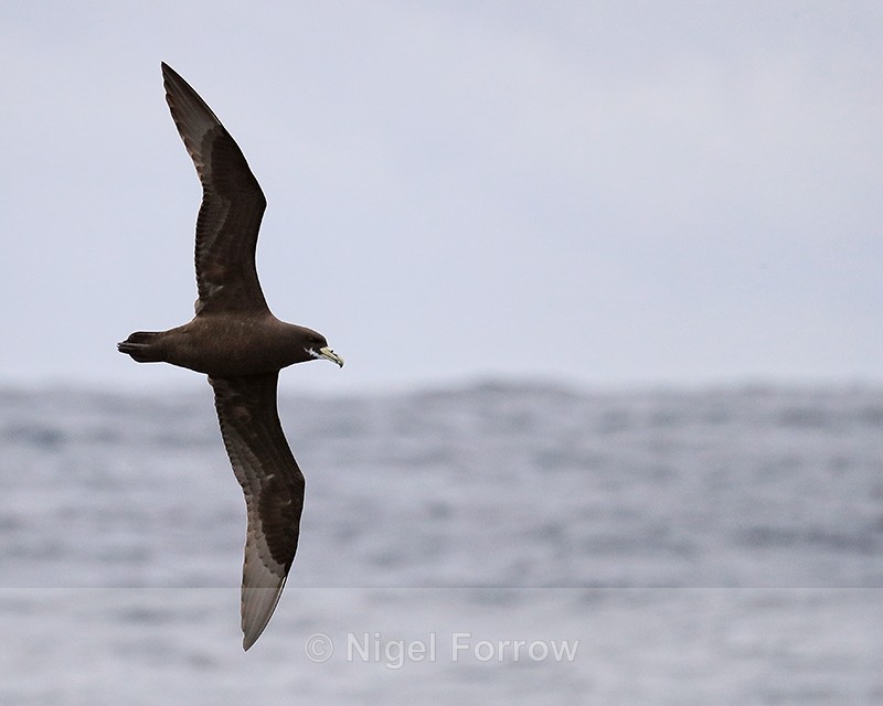 White-chinned Petrel in flight, South Africa - White-chinned Petrel