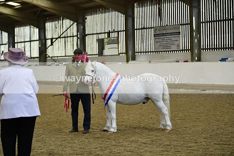 WJ5_5810 - Morning in hand Championship