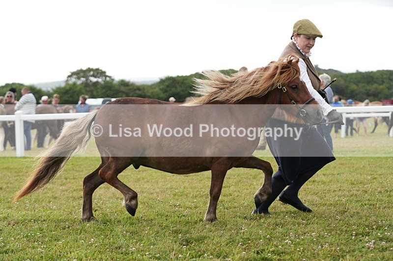DSC04589 - Class 46: NPS Shetland Youngstock