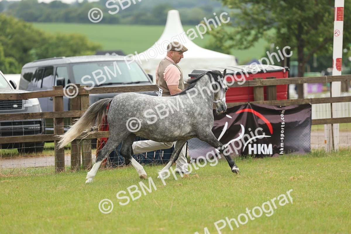 SBM_01326 - Class 50-57 - M&M Welsh Pony In Hand