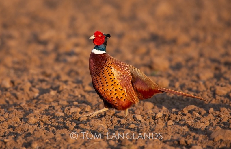 Pheasant - All Other Birds