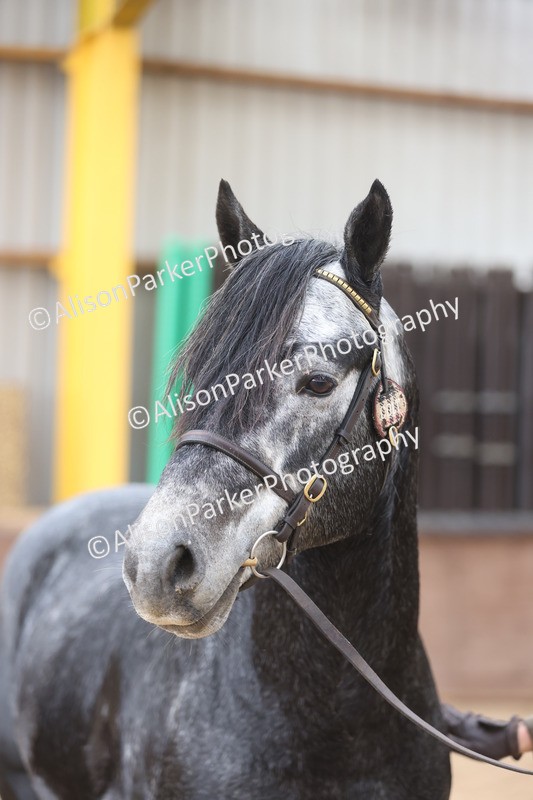 20251109-1020 - Class 27 - Stallions 4 Years and over