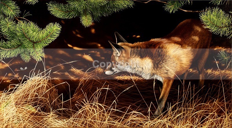 Silent pursuit - Foxes
