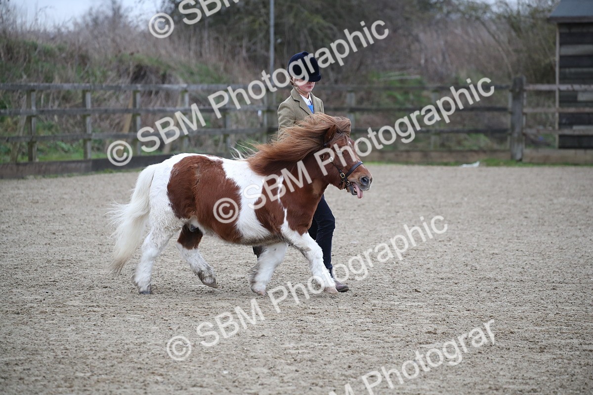 SBM_003932 - Class 1-4 - Young Stock classes Inc. In Hand Championship
