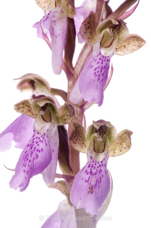  - WB: Orchids - Orchis