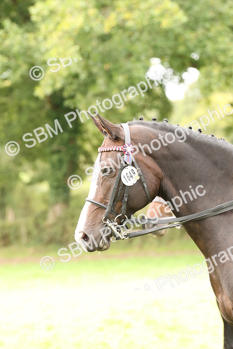 SBM_64307 - S65 - Riding Horse & Hack & Thoroughbred Ridden