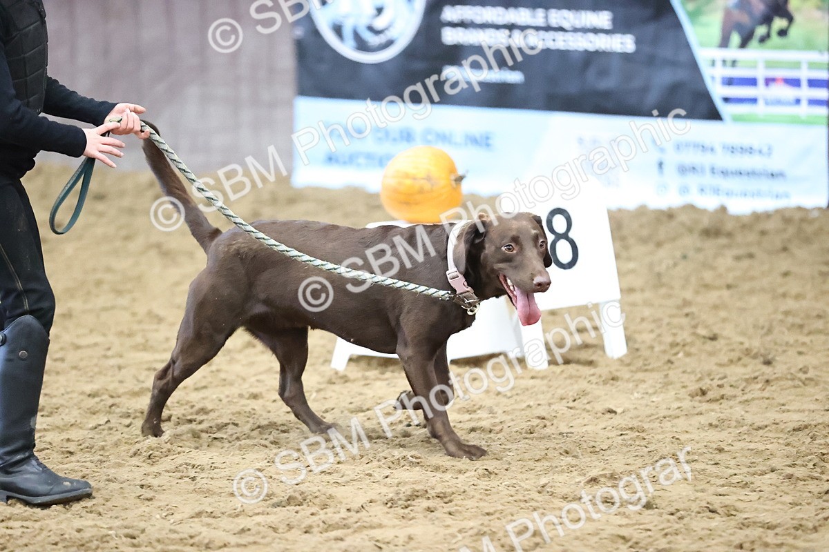 SBM_001396 - Class 3 - Horse & Hound 60cm
