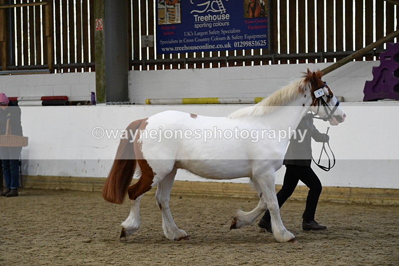 WJ5_5078 - Class 7 In hand coloured / odd coloured