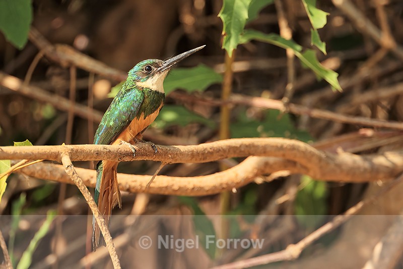 Rufous-tailed Jacamar, side view, Mato Grosso, Brazil - Rufous-tailed Jacamar