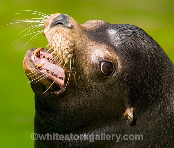 Sea Lion - Wildlife and Animals