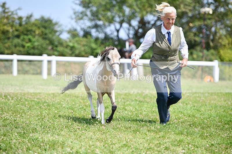 DSC_7415 - Class 62: Coloured Pony Youngstock