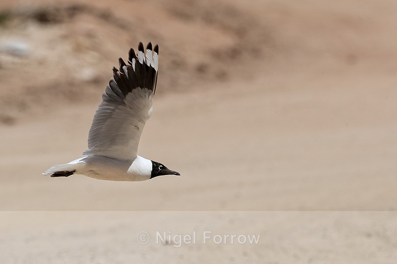 Andean Gull flying, wings up, El Tatio Geyser Field, Chile - Andean Gull