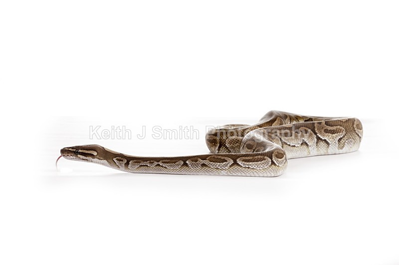 2SKJ8959 - Roaming Reptile Show. II