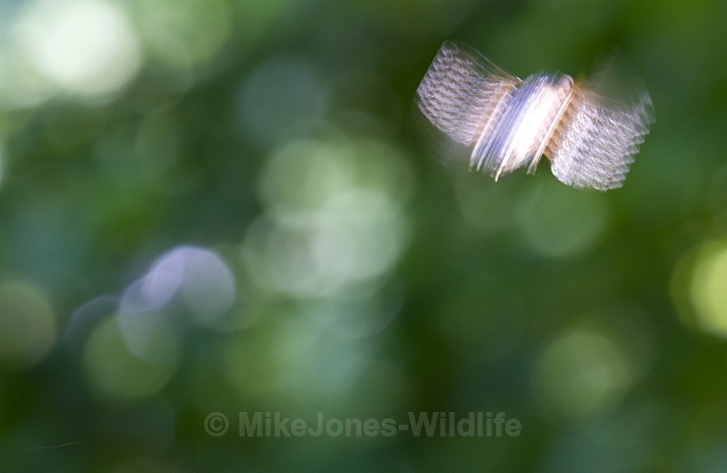  - MACRO IMAGES