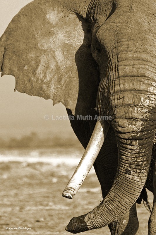 _M7B0074 2 bis Amboseli - Elephants