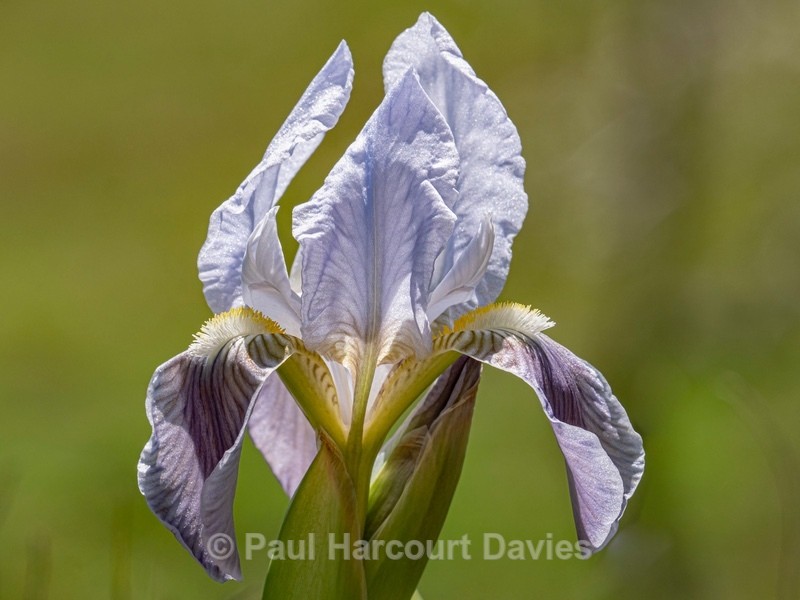Twin-flowered Iris (Iris bicapitata) usually blue-violet but also in yellow, white and lilac - Flower Portraits