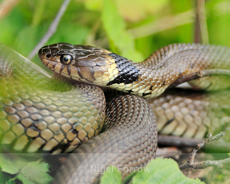 Grass Snake basking at Otmoor - REPTILES & AMPHIBIANS