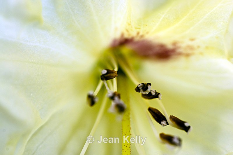 Flower - 8617 - White