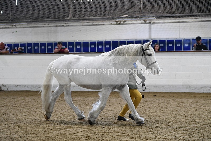 WJ5_4627 - Class 3 Part Bred In hand