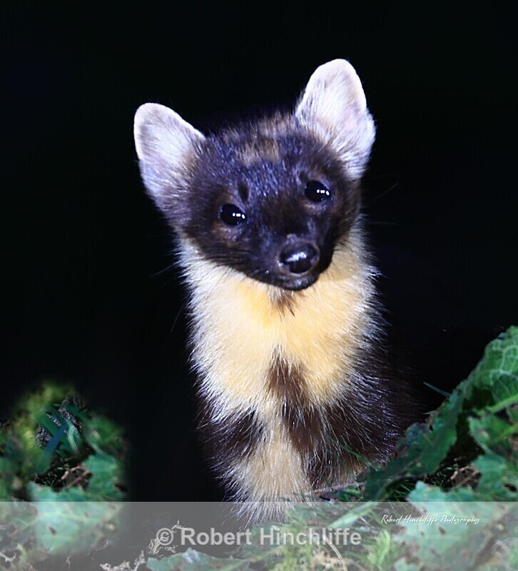 Pine Marten - United Kingdom