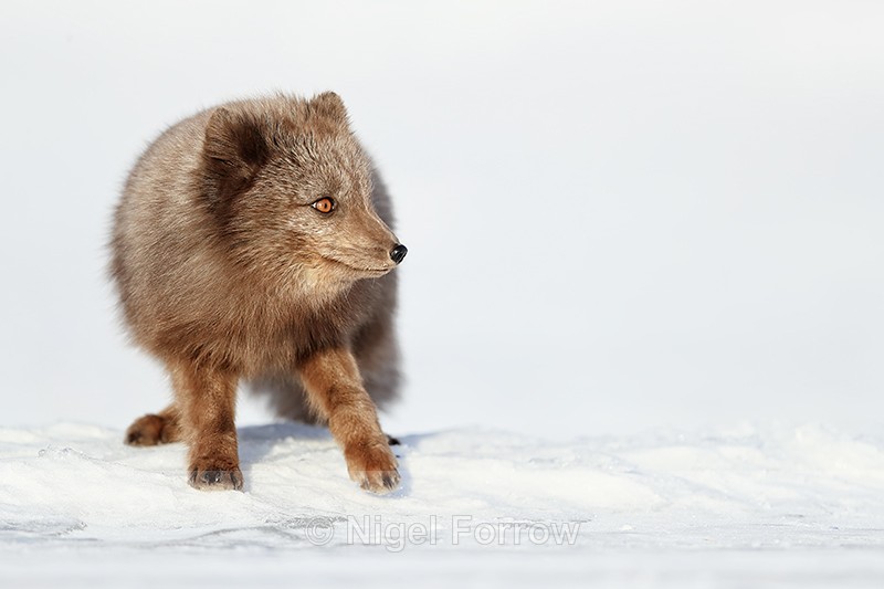 Arctic Fox (dark), Svalbard, Norway - Arctic Fox