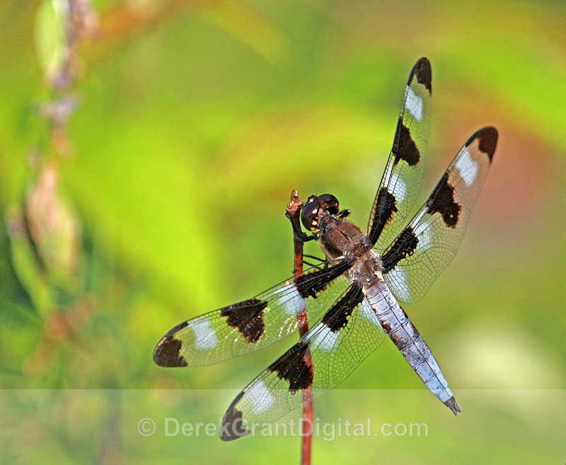 Libellula pulchella (male) - Dragonflies of Atlantic Canada