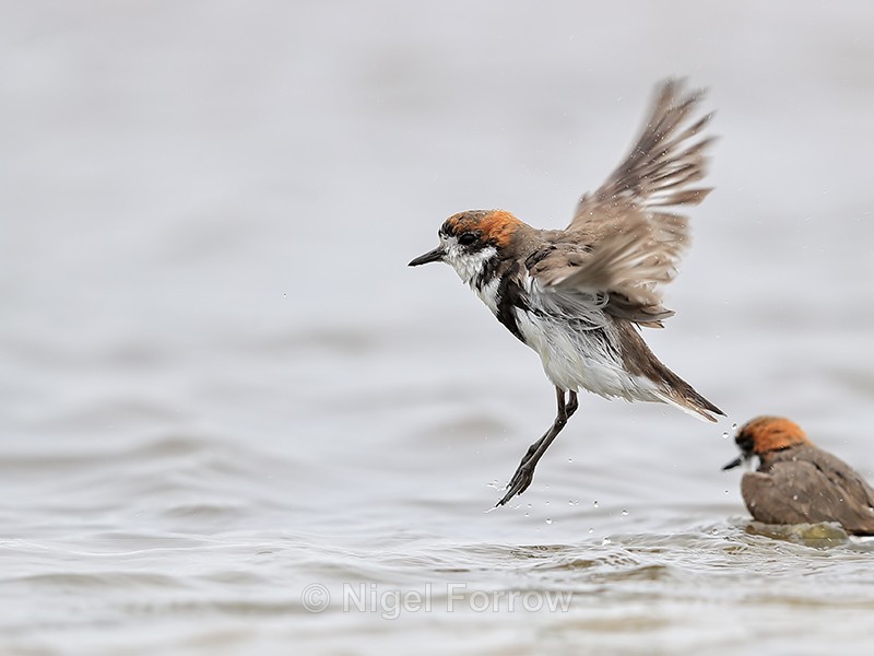 Two-banded Plover takes off after bathing, Falklands - Two-banded Plover