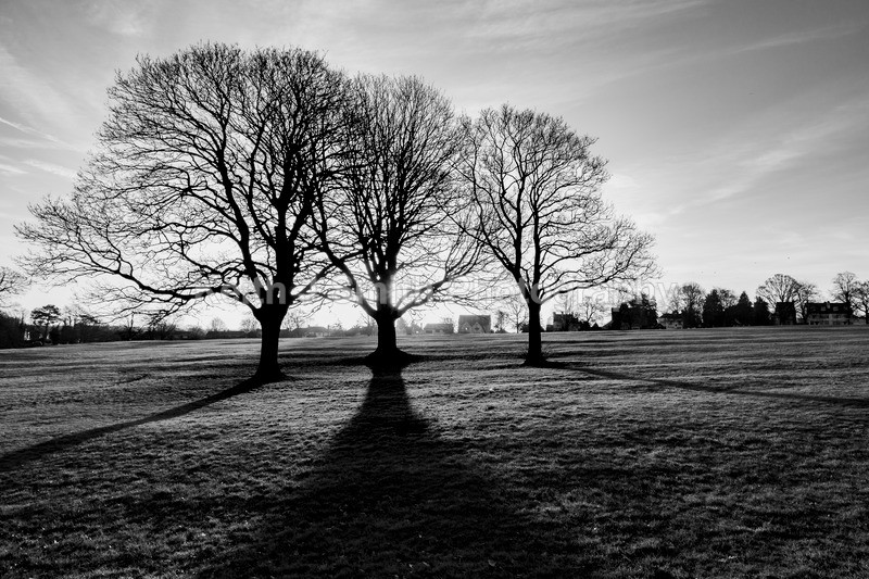 0SKJ1956 - Trees in Abington Park