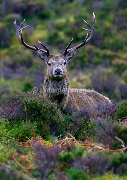 Red Deer - United Kingdom