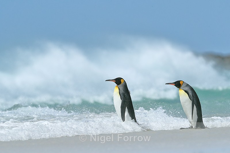 King Penguins enter sea, Volunteer Point, Falklands - King Penguin