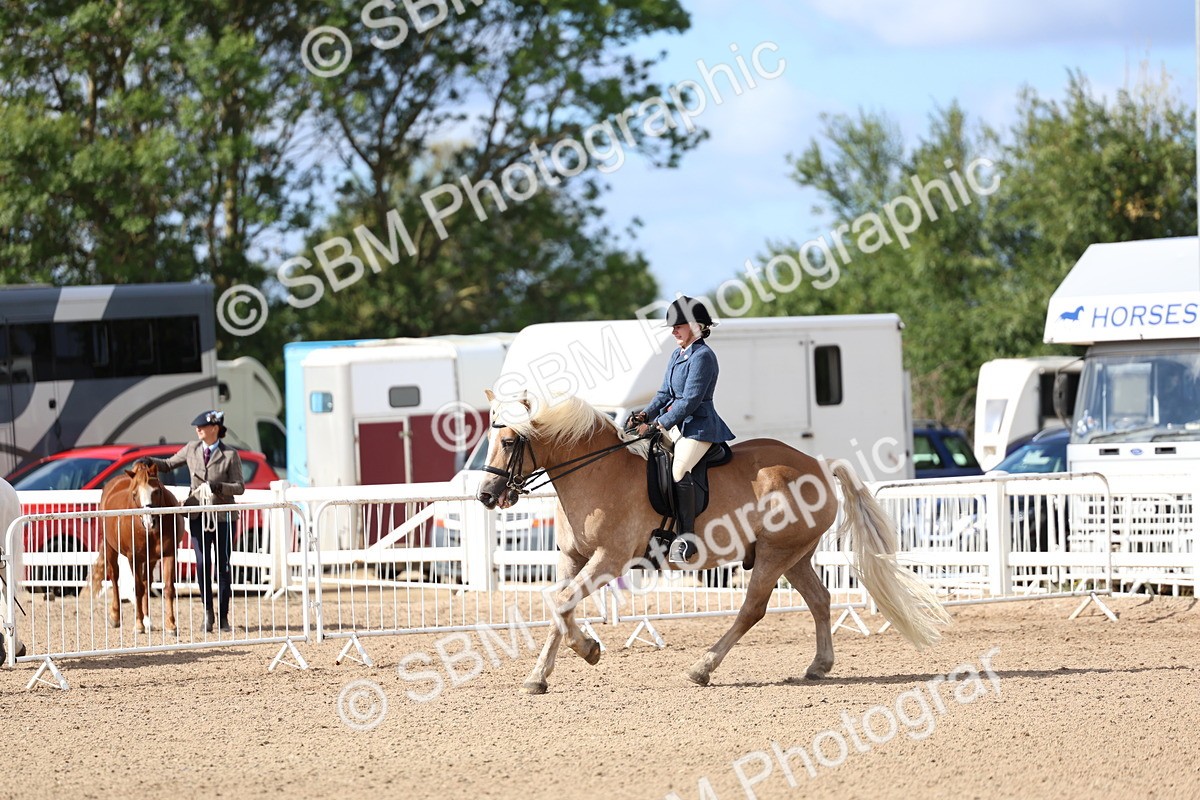 SBM_10787 - Class 305 - Ridden Foreign Breeds - Pure Bred