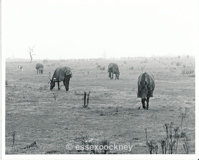  - Local residents of the hairy kind Benfleet and Essex
