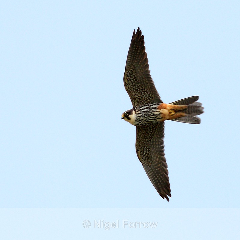 Hobby in flight over the reed beds at Otmoor RSPB - Hobby