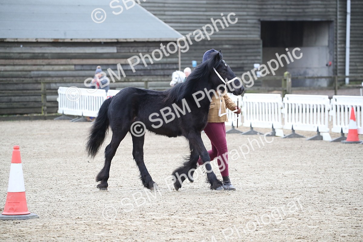 SBM_004001 - Class 1-4 - Young Stock classes Inc. In Hand Championship
