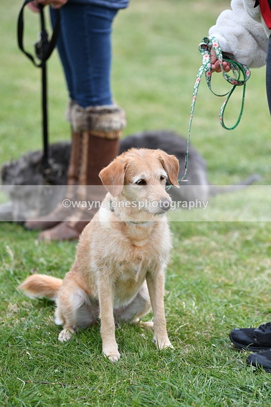 WJ5_9356 - Class 1 Best Cross Breed / Heniz 57