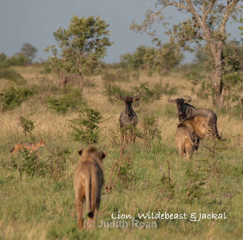 - South Africa Birds and Mammals