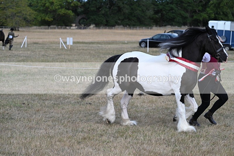 WJ7_8456 - In-hand Championship