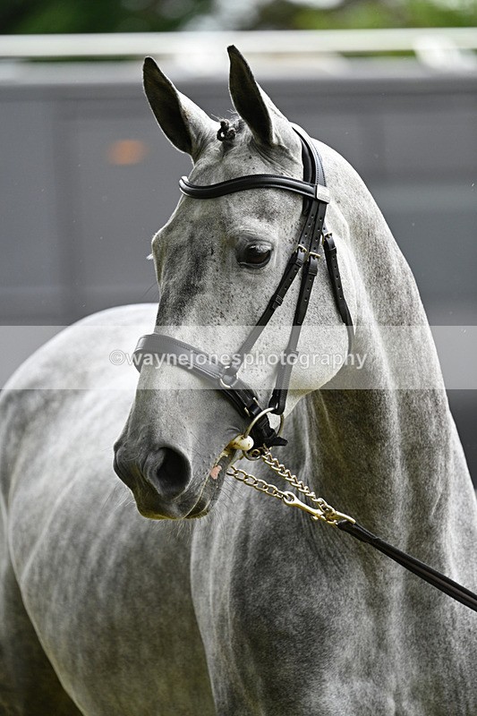 WJ7_6286 - Class 4a Prettiest Mare over 14hh